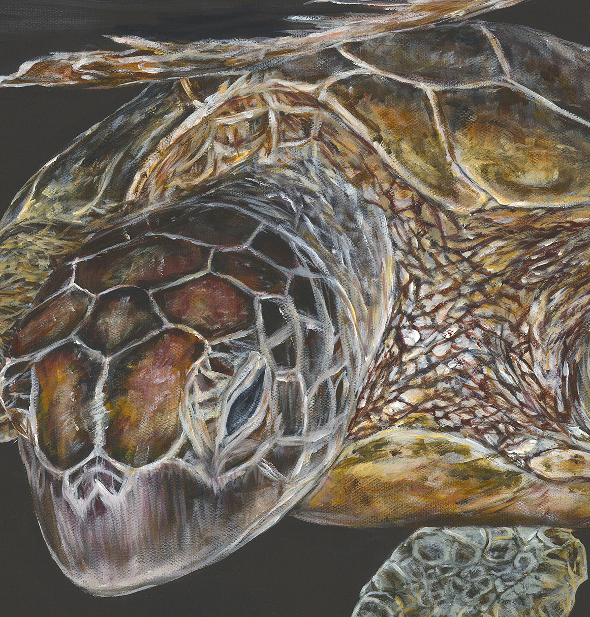 'Testudines' | 90x120cm