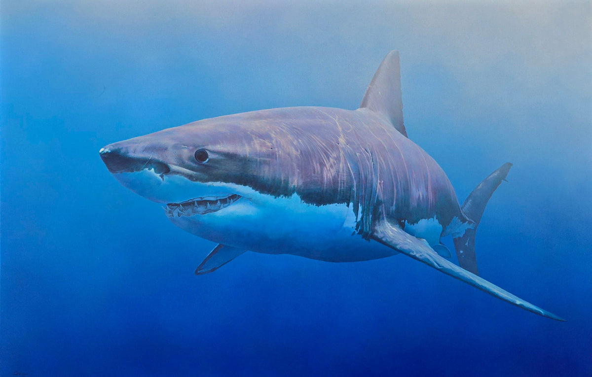 Sargis Hovhannisyan, Shark, 2022