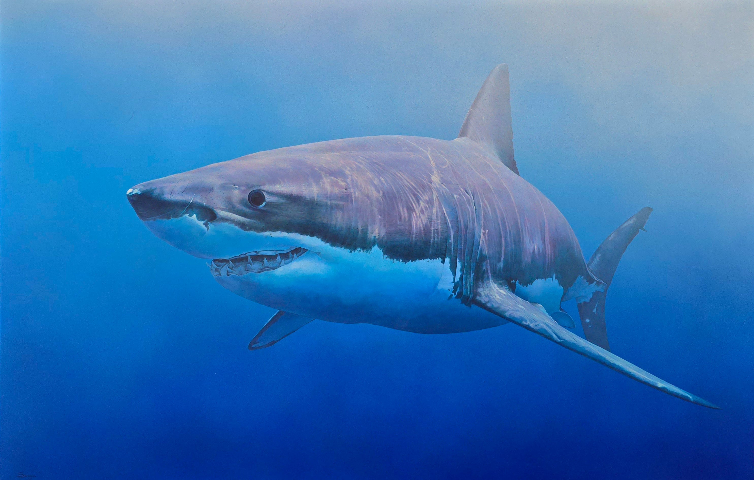 Sargis Hovhannisyan | 'Shark, 2022' | 130x200cm-thumbmail-1