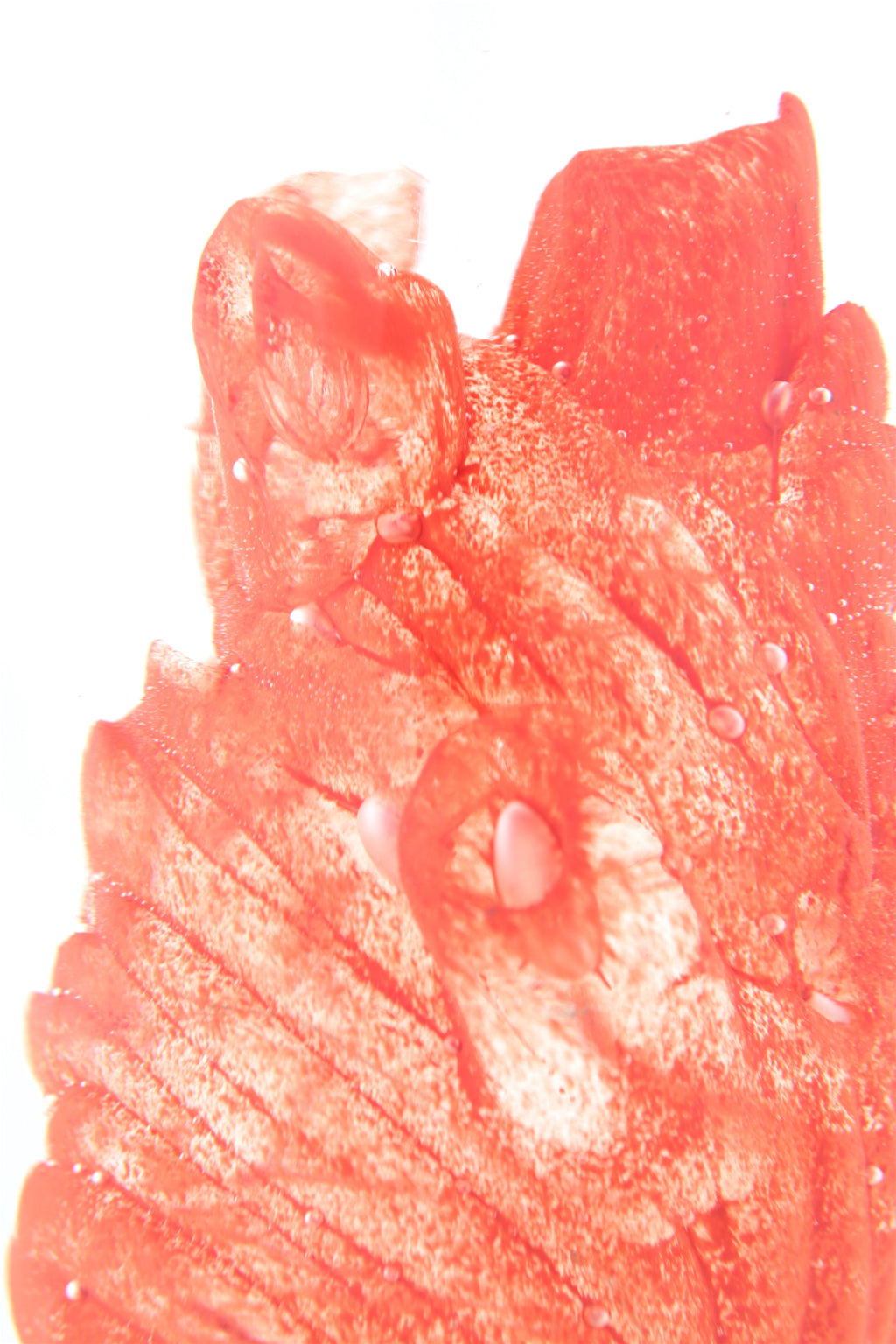 'Cardiovascular' | 22.5x14x14cm