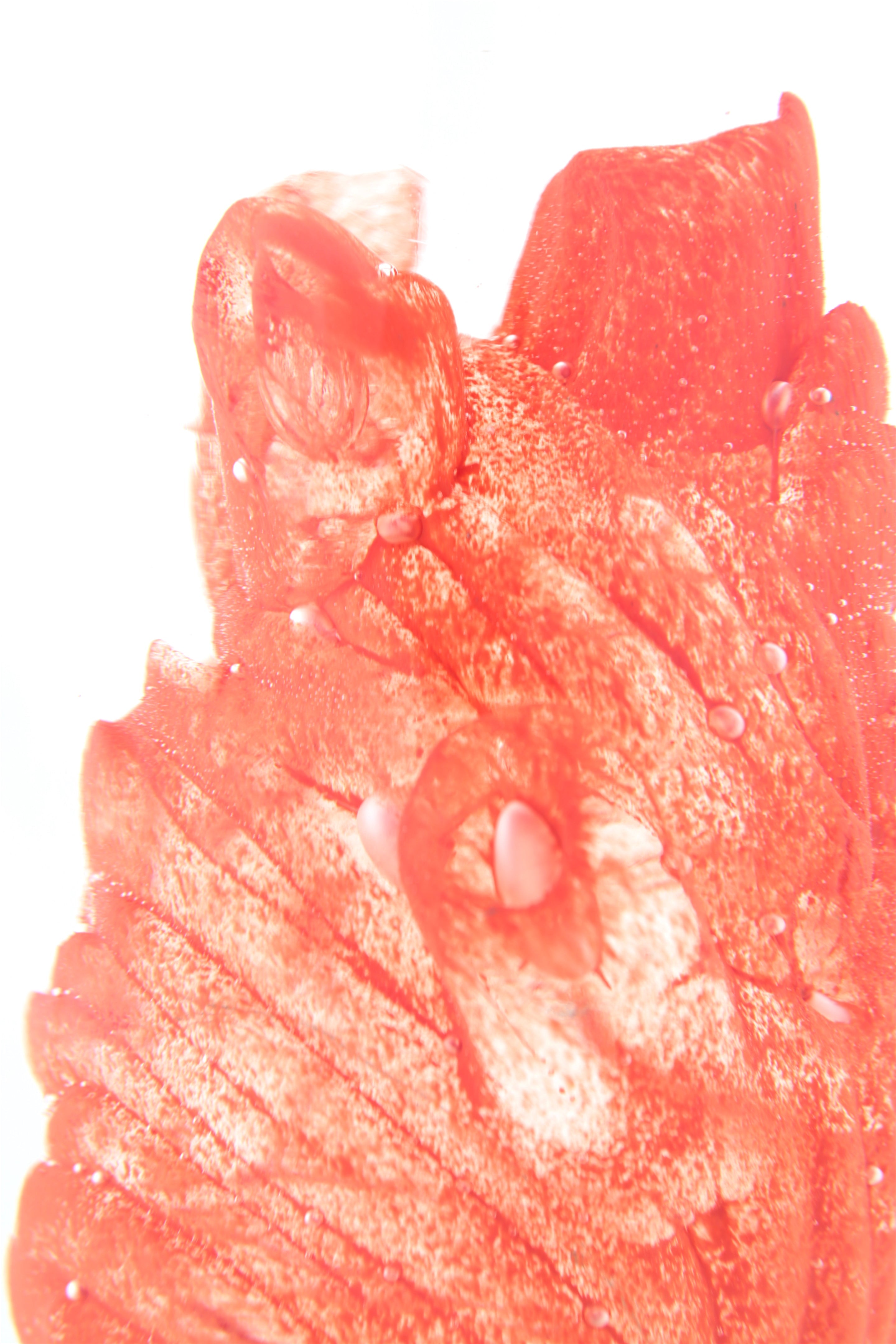 'Cardiovascular' | 22.5x14x14cm