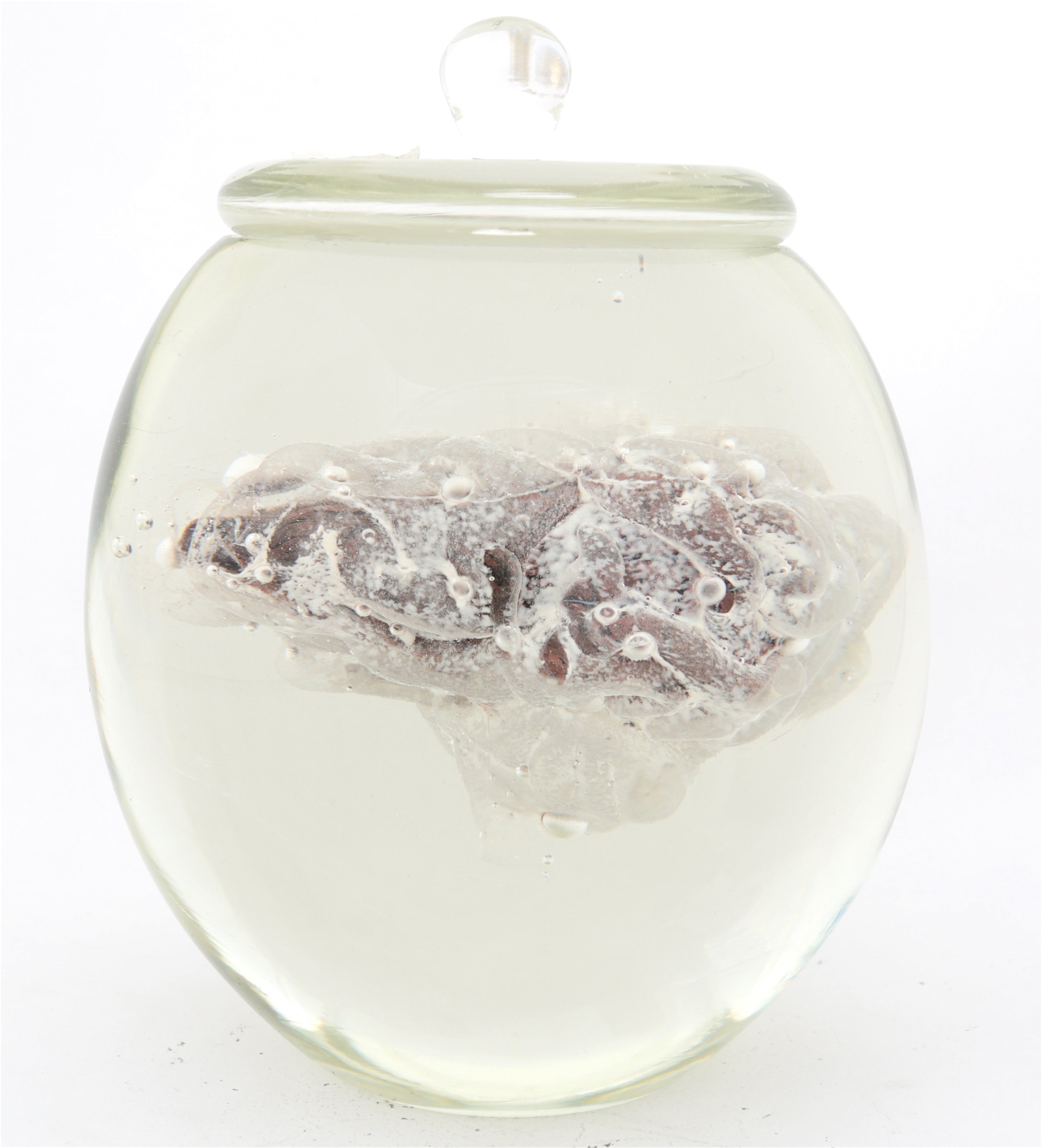 'Preservation Of Knowledge II' | 21x16x16cm