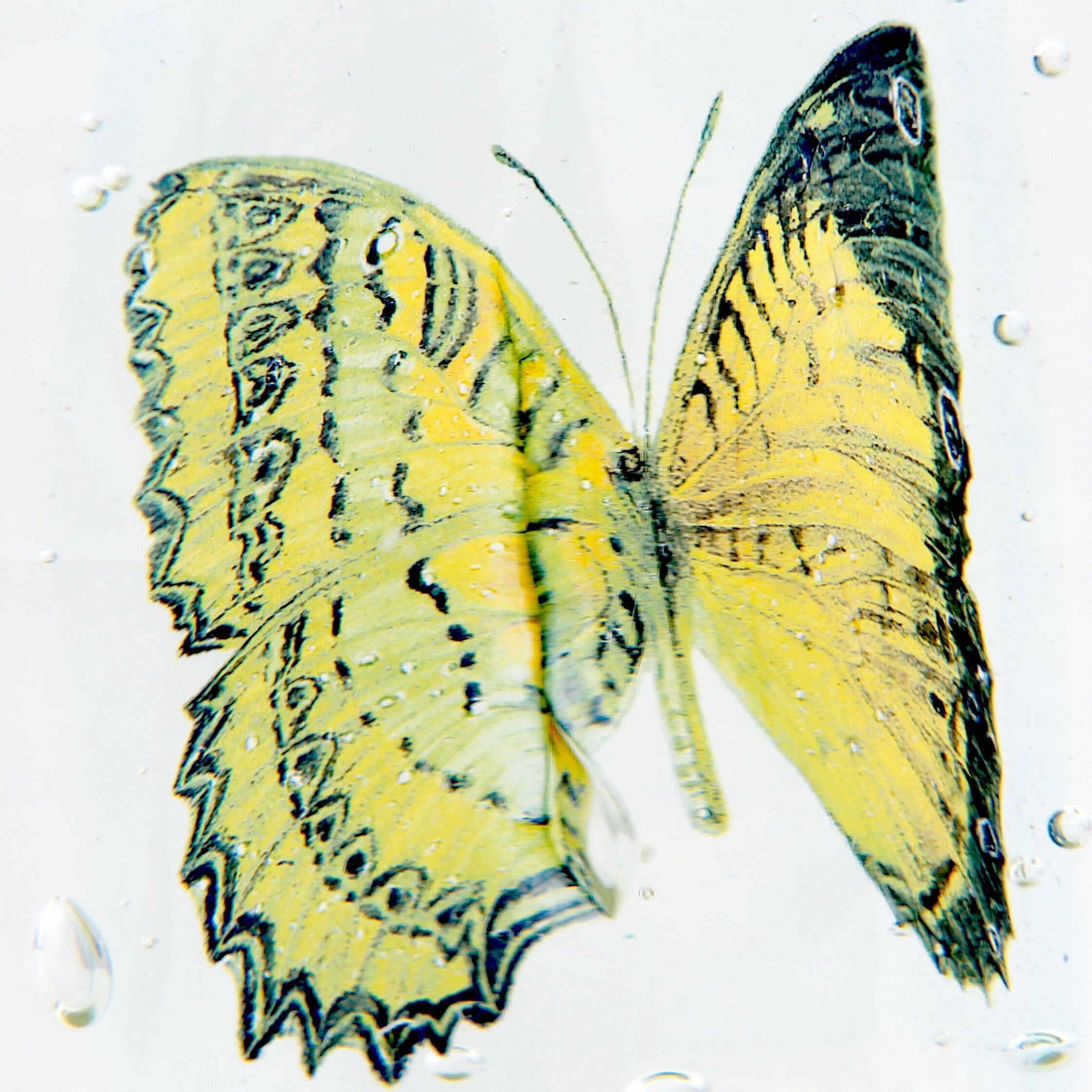 'Lepidoptera I' | 18x11x11cm-thumbmail-2