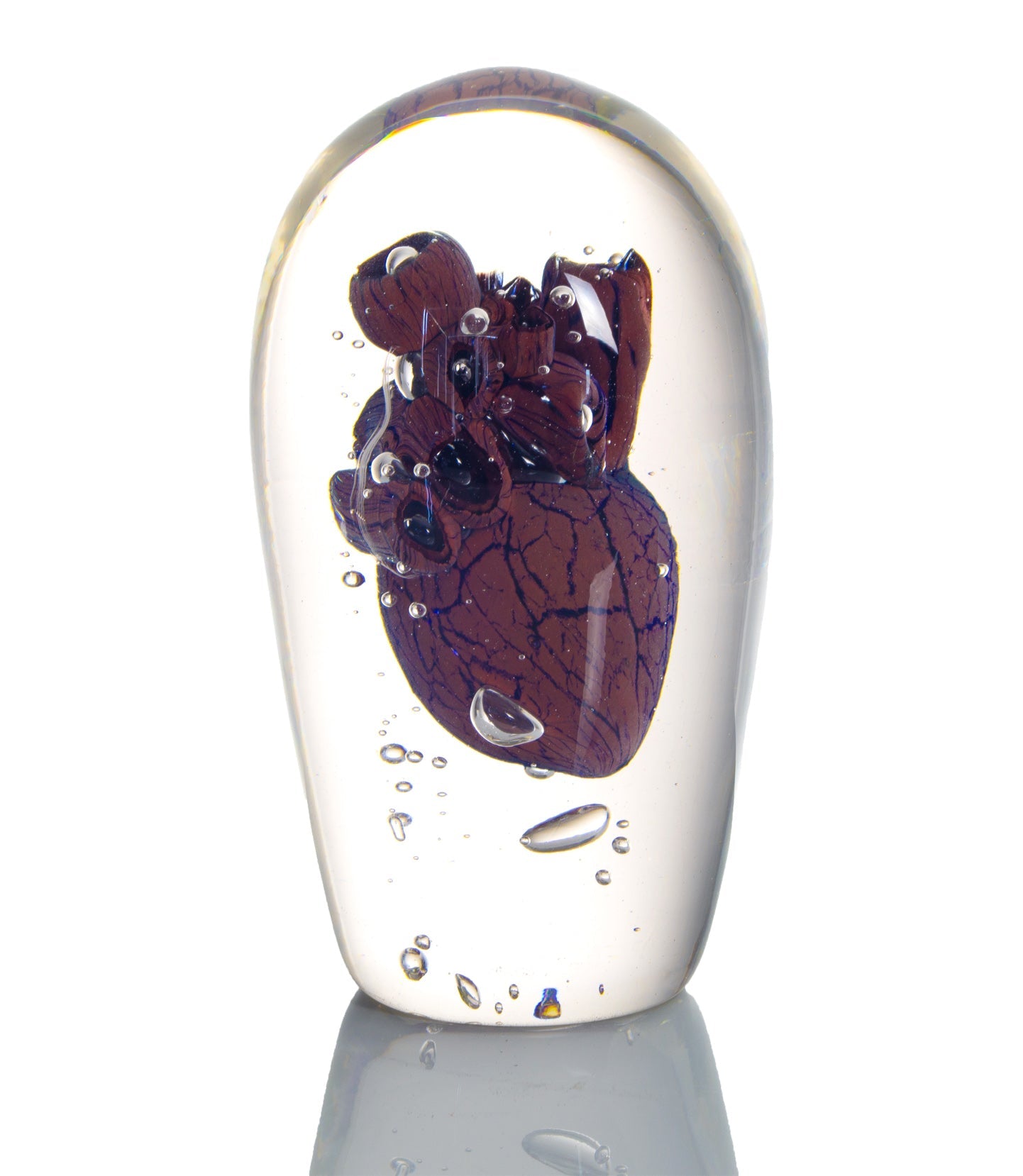 'Cardiology' | 25x12x12cm-thumbmail-1