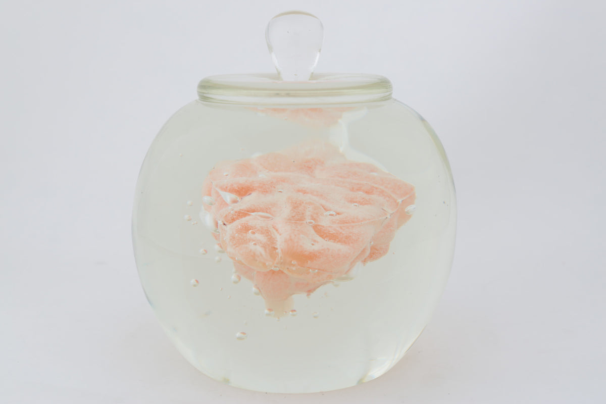 Preservation Of Knowledge by Tegan Hamilton