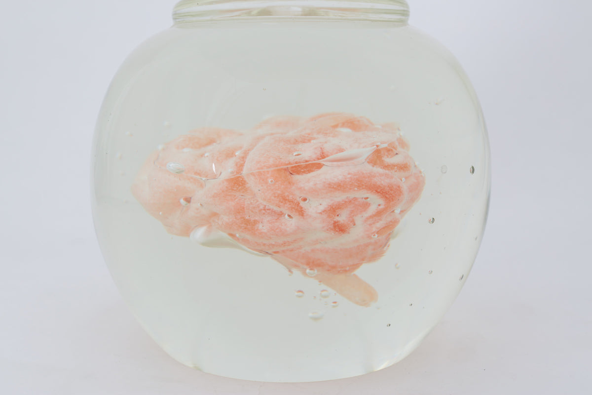 Preservation Of Knowledge by Tegan Hamilton