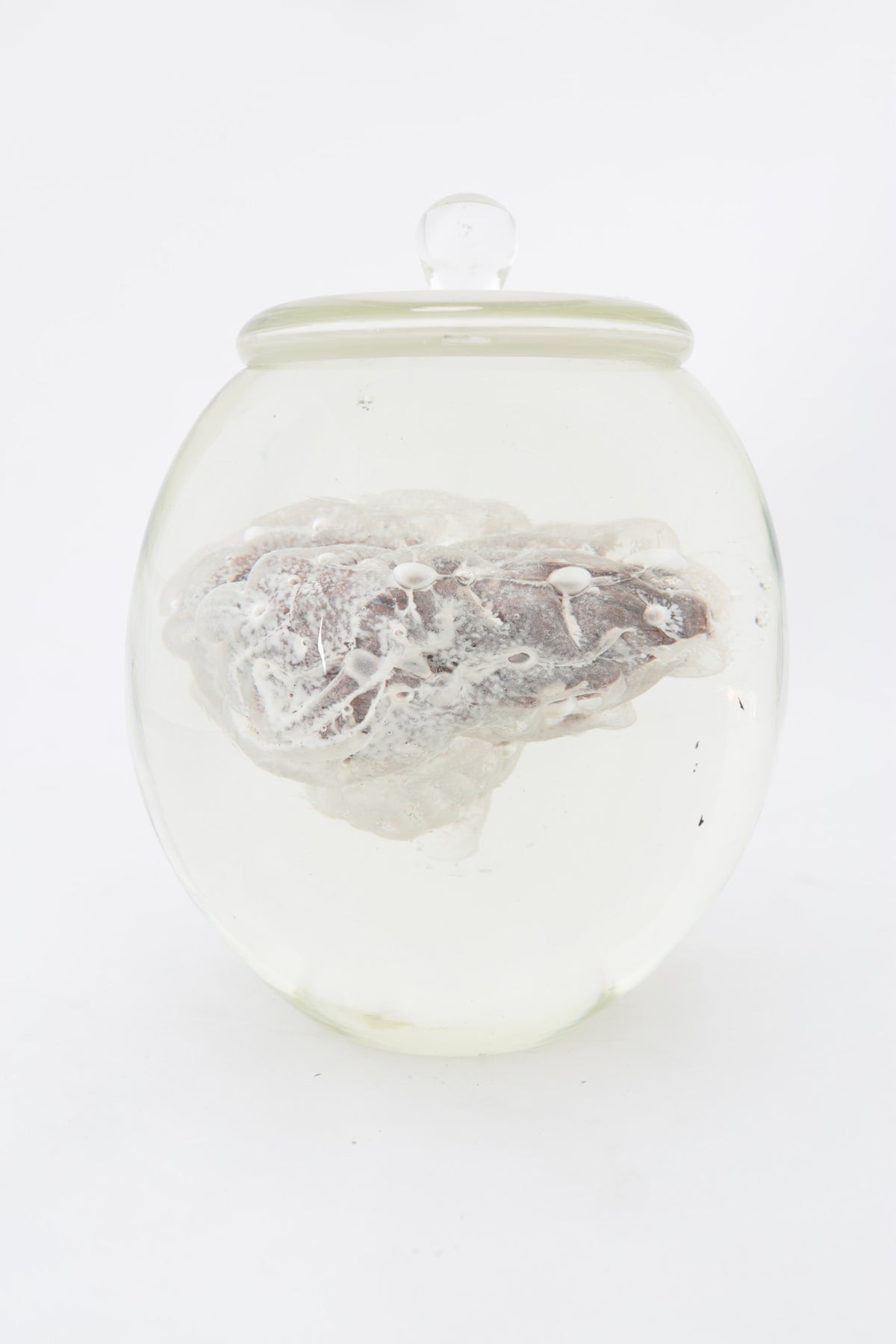 Preservation Of Knowledge II by Tegan Hamilton