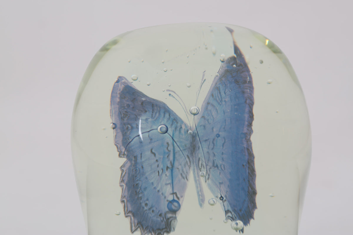 Butterfly by Tegan Hamilton