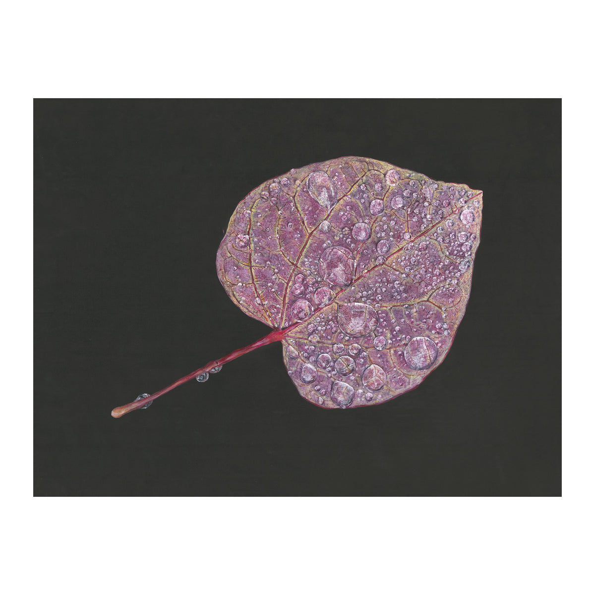 Folium by Tegan Hamilton