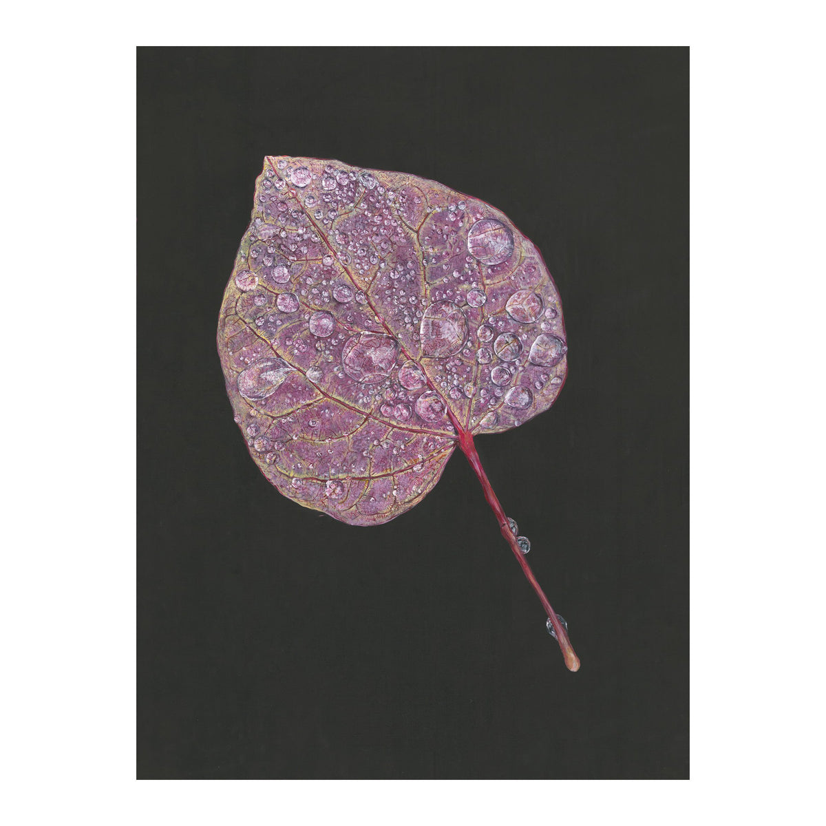 Folium by Tegan Hamilton