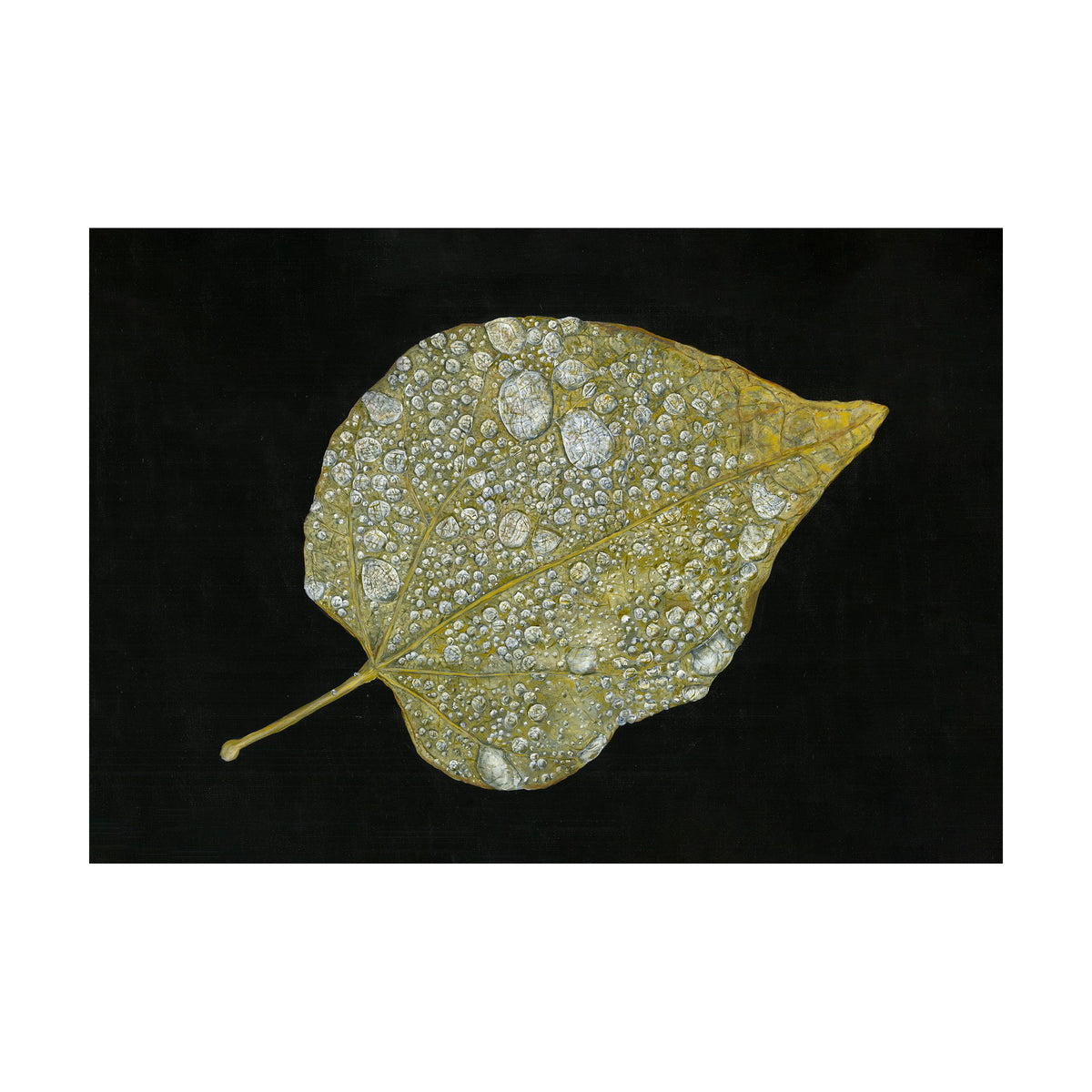 Folium by Tegan Hamilton