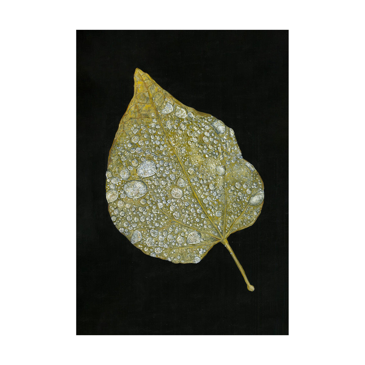 Folium by Tegan Hamilton