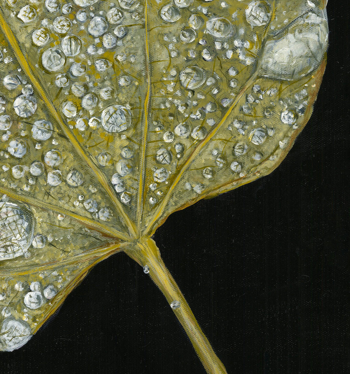 Folium by Tegan Hamilton