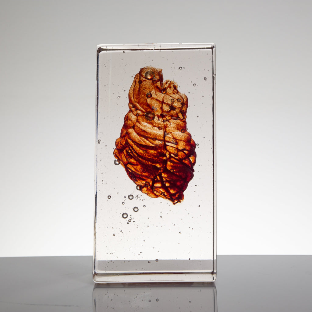 'Cardiovascular II' | 22.5x8x12cm