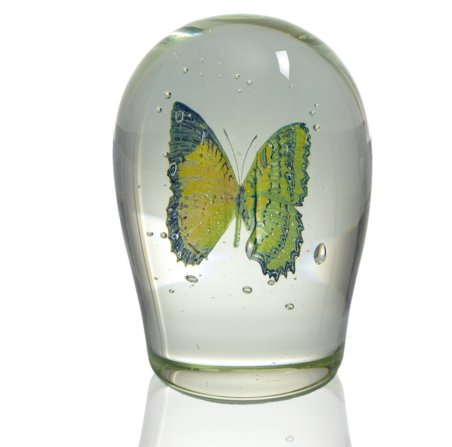 'Lepidoptera I' | 18x11x11cm-thumbmail-1