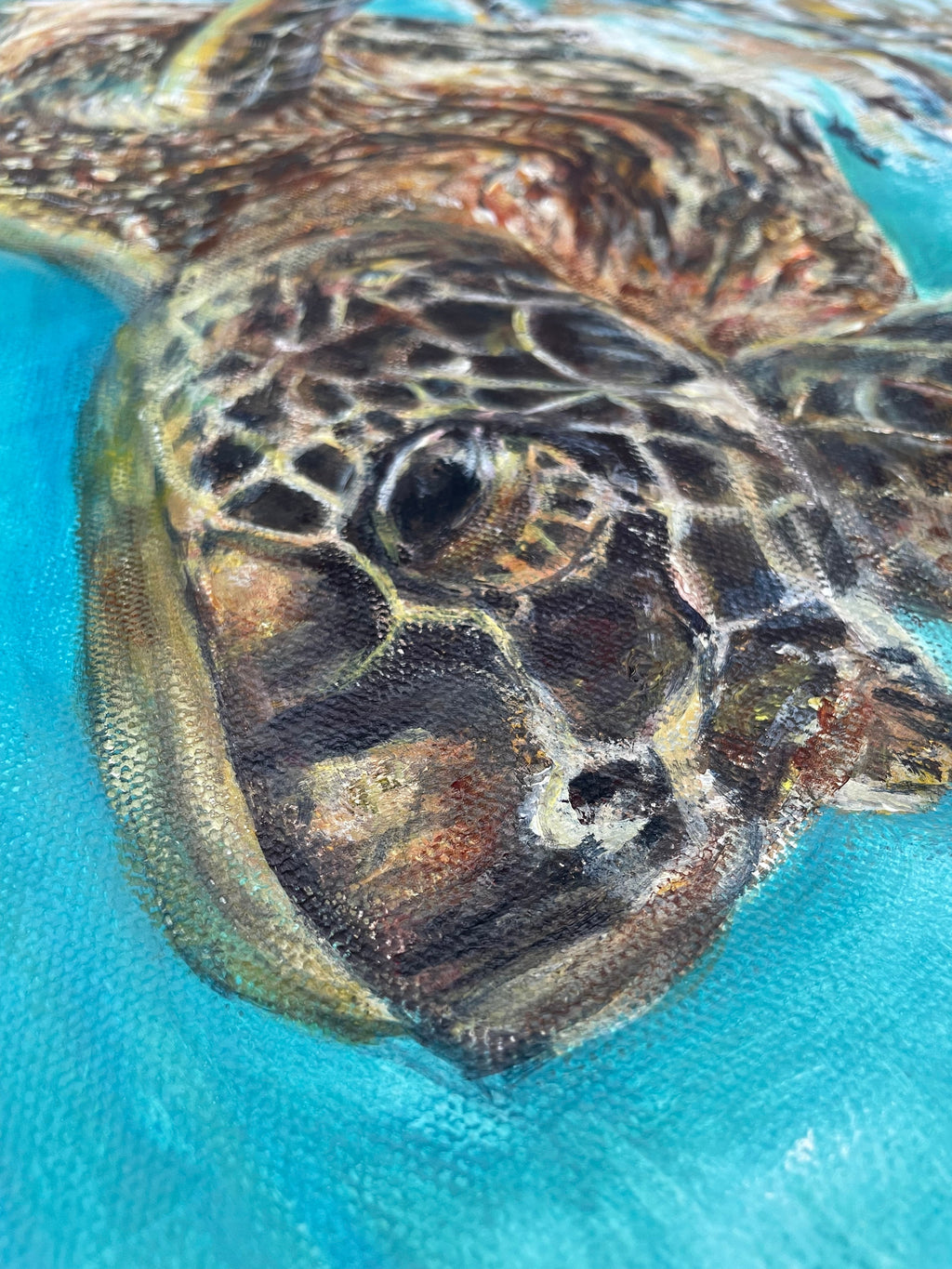 'Testudines' | 50x70cm