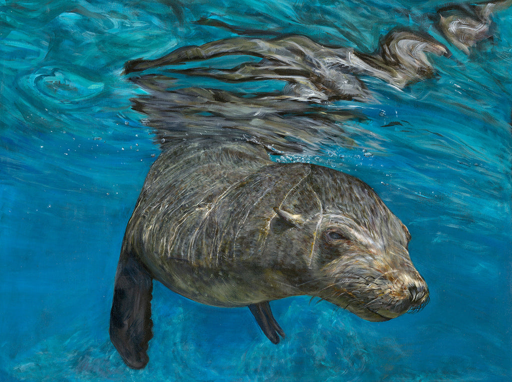 'Pinnipedia' | 90x120cm